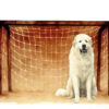 FUTBOL, PERROS Y VALORES 12 FUTBOL, PERROS Y VALORES